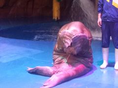 -烟台海昌鲸鲨海洋公园