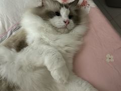 -宠颐生宠物医院·异宠猫科内科·诊疗中心宠巢店