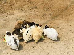 -前小桔亲子创意农场·草莓采摘·露营烧烤