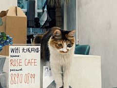 -玫瑰咖啡(中山六路店)