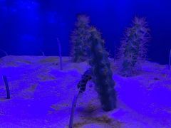 -芜湖新华联大白鲸海洋公园