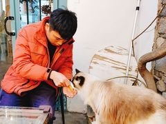 -喵屿·大理花园猫咖