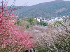-香雪海