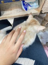 -兔猫ToMoreNails美甲美睫