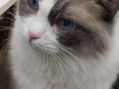 -安格丽娜·狗咖·猫咖羊驼咖(春熙路百盛商场店)