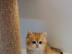 -十月米努特矮脚猫舍