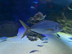 -凯莉-塔尔敦海洋生物水族馆
