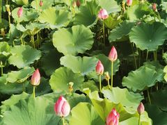-莲花池公园