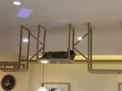 大堂-滚猫咖啡·猫咖·猫友好撸猫(未来城店)
