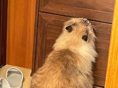 -爱侣·安琦尔宠物医院·中兽医针灸·心内科·狂犬免疫点(宝山区院)