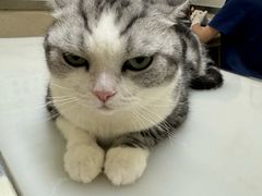 -爱妮康宠物医院·干细胞免疫细胞·肿瘤·心脏(张江店)