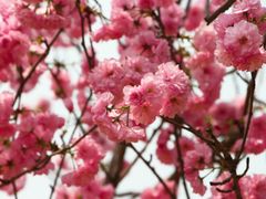 -天适樱花悠乐园