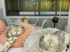 -喵的天空名猫咖啡馆·撸猫·猫舍·用品