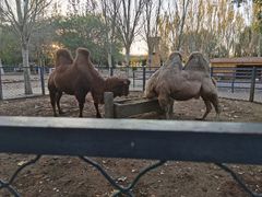 -长白岛森林公园