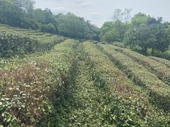 -树山生态村