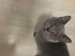 -芭比堂动物医院·犬猫全科·异宠专科(雁塔分院)
