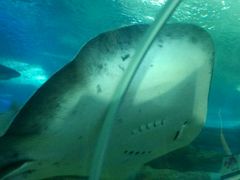 -粥鼎记(恒安新东城逸景店)