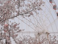 -顾村公园