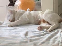 -萌兽医馆·犬猫专科·眼科中心·宠物医院(朝阳门分院)