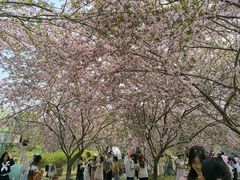 -三圣花乡旅游区