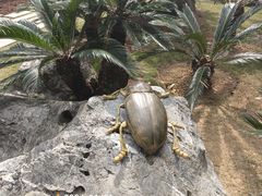 -深圳仙湖植物园