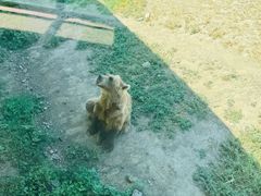 -新疆天山野生动物园