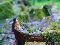 -江西阳明山国家森林公园