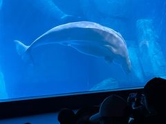 -海合安武汉极地海洋公园