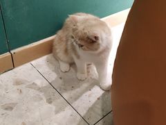 -飞行喵MR PILOT|猫舍·猫咖(静安大融城店)
