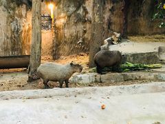 -清迈夜间动物园