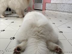 -毛绒耶耶撸宠馆·猫咖·狗咖·荷兰猪咖