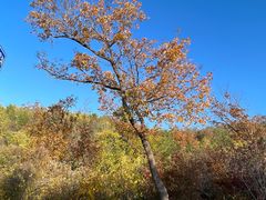 -北京西山国家森林公园