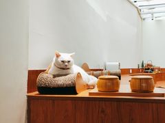 -有猫主题·治愈系猫咖(曾厝垵店)