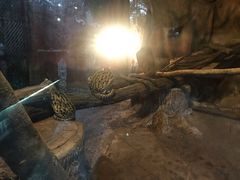 -清迈夜间动物园