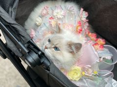 -上海长风大悦城