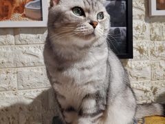 -平行世界·猫咖(首经贸店)