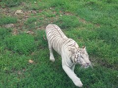 android_upload_pic-西安秦岭野生动物园