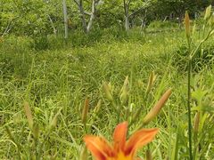 -桃花岛公园