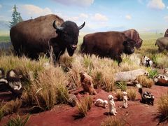 -陕西自然博物馆