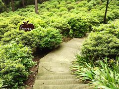 -铁山坪森林公园