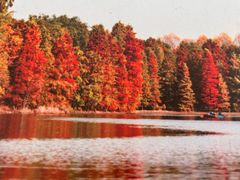 -上海海湾国家森林公园