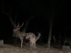 -清迈夜间动物园