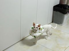 -美联众合动物医院·24h转诊中心