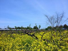 android_upload_pic-南汇桃花村