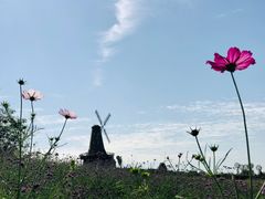 -大塘金香草谷