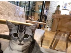 -藏猫猫咖啡主题馆(中央大道店)