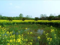 -溱湖国家湿地公园