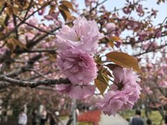-高东镇樱花园
