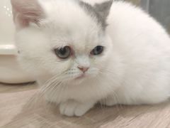 -BABIT巴比特宠物(MOMOPARK店)