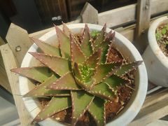 -乡村小榭饭店
